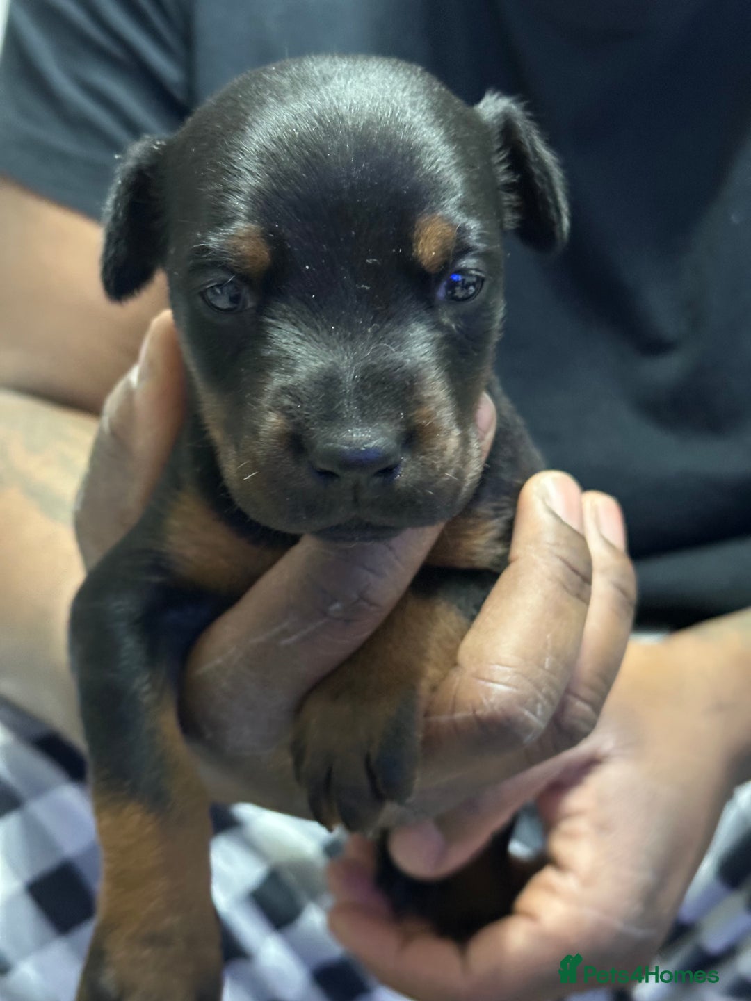 Dobermann dogs for sale: Top quality doberman  - Advert 12