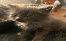 Mixed Breed cats for sale: 3 kittens - Image 15