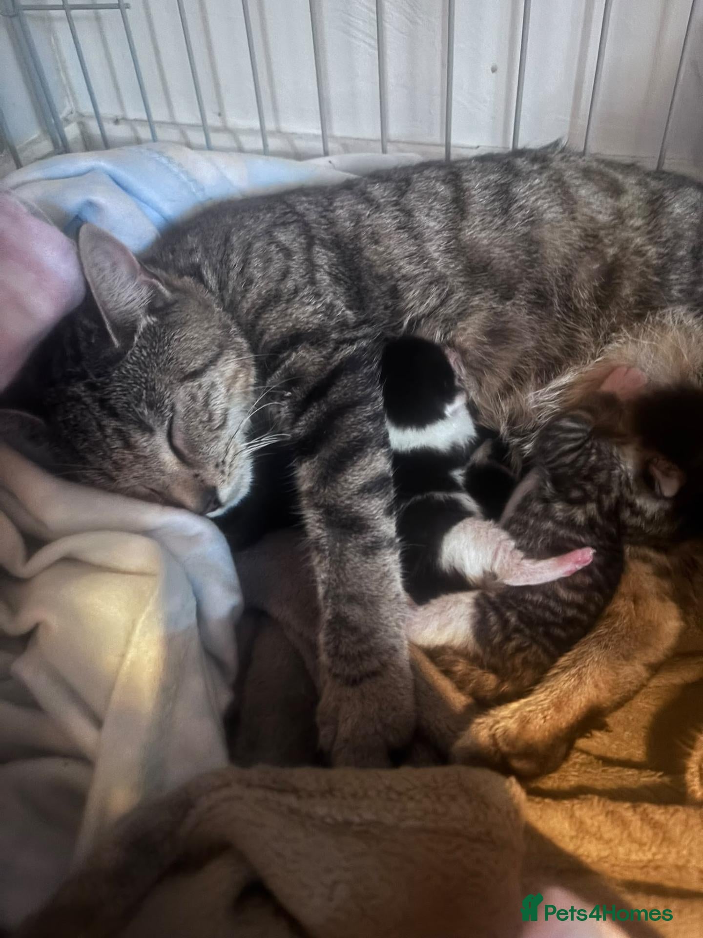Domestic Shorthair cats Kittens for sale  - Advert 1