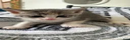 Mixed Breed cats for sale: Kittens for sale  in Nelson - Advert 6