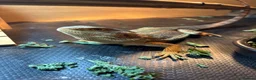 Bearded Dragon reptiles for sale: For sale !!  - Advert 3