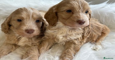 Cockapoo dogs - Advert 10