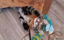 Maine Coon cats for sale: Maincoon cross domestic long hair, 11 months old - Image 13