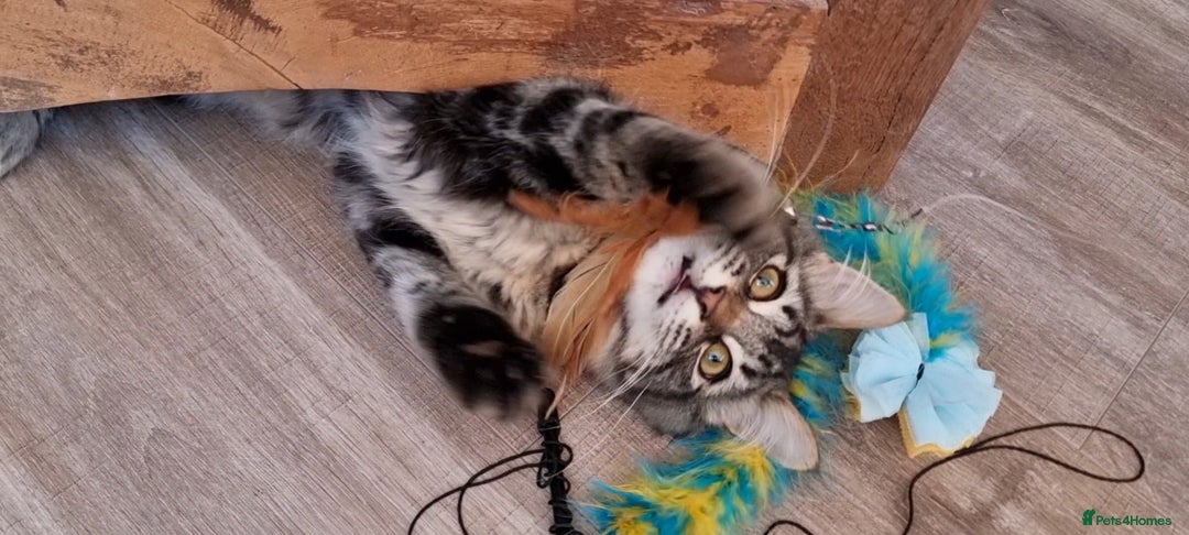 Maine Coon cats for sale: Maincoon cross domestic long hair, 11 months old - Image 13