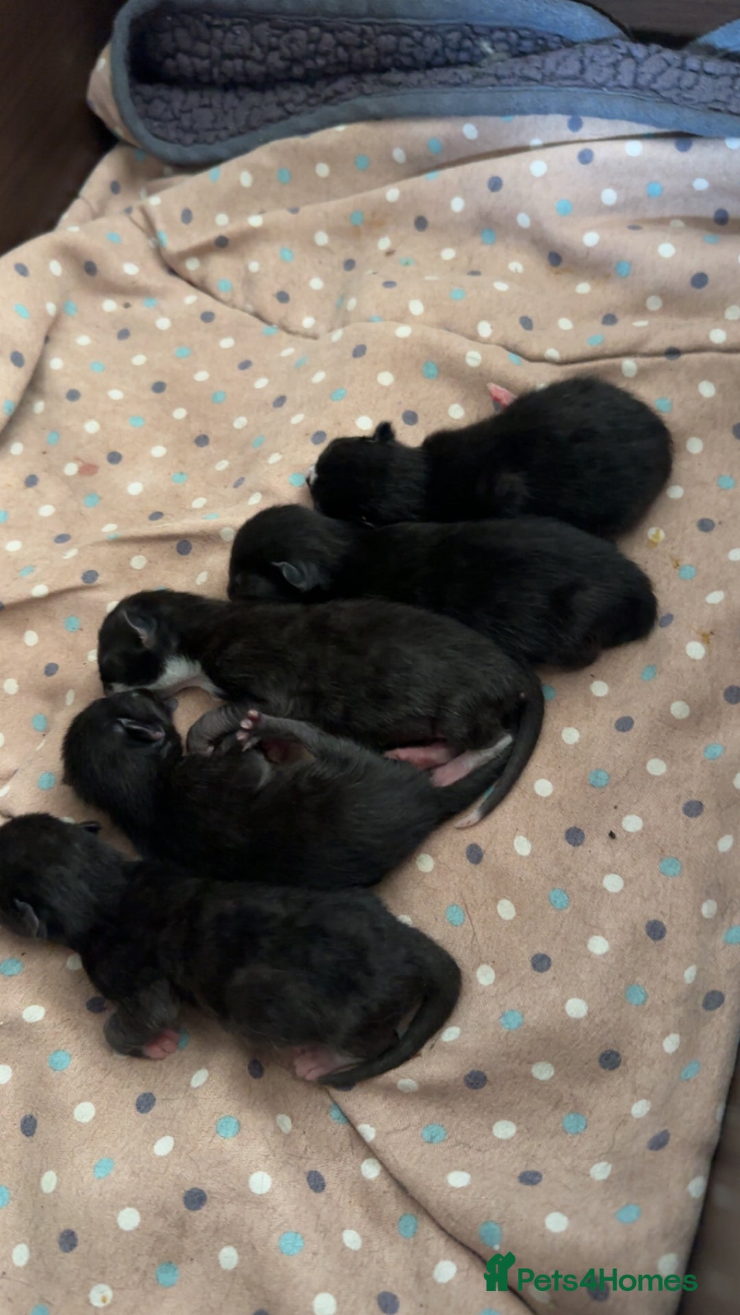 British Shorthair cats for sale: Kittens black/white  - Image 2