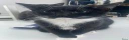Mixed Breed cats for sale: Beautiful black and white kittens  - Advert 5