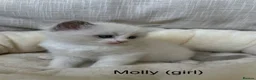 Ragdoll cats for sale: Gorgeous ragdoll kittens - Advert 7