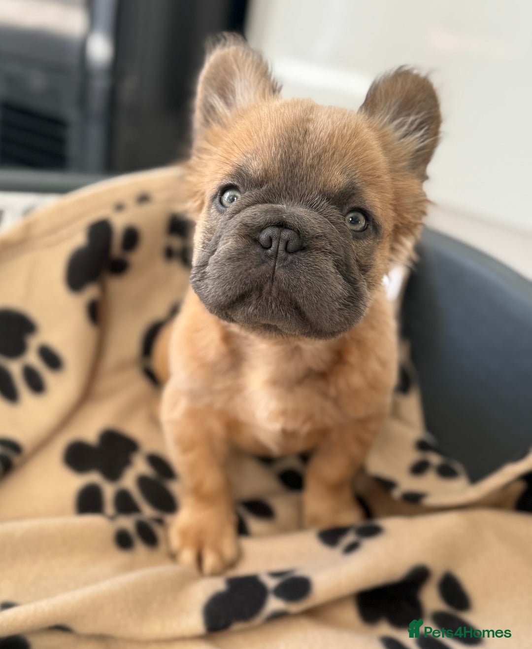 French Bulldog dogs for sale: Visual fluffy French bulldog PUPPYS REDUCED  - Image 13