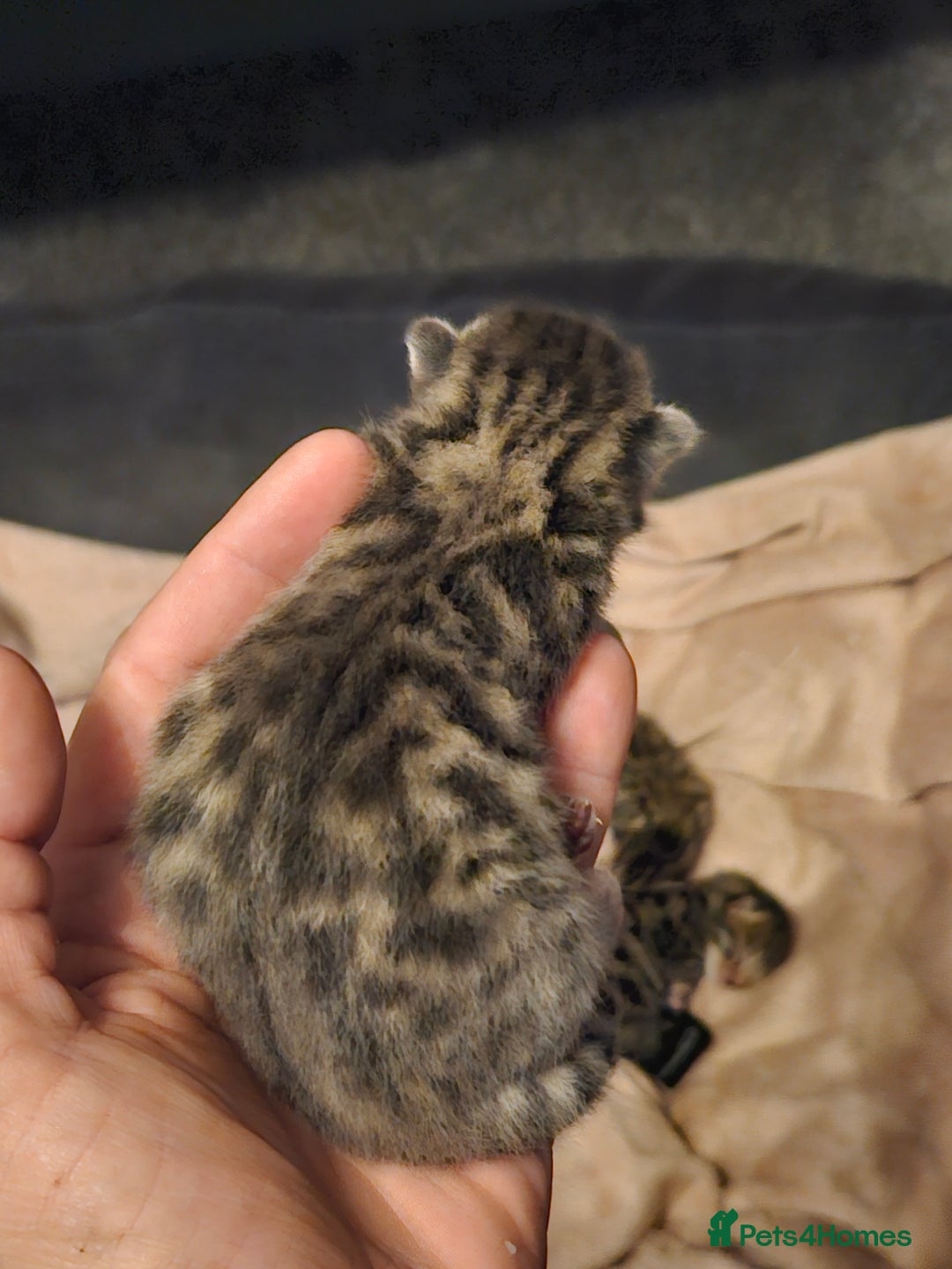 Bengal cats for sale: Pure breed bengal kittens  - Advert 1