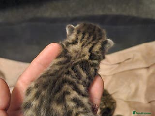 Bengal cats Pure breed bengal kittens - Advert 17