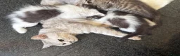 British Shorthair cats for sale: Stunning fluffy kittens ready for you loving home - Advert 23