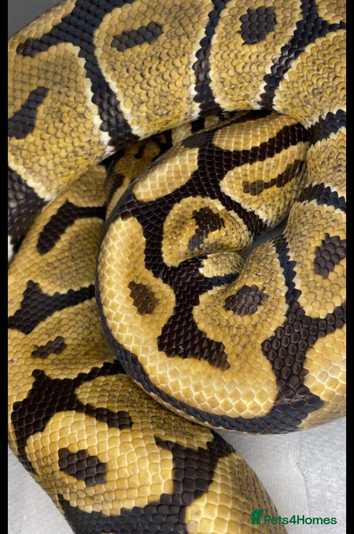 Python Snake reptiles for sale: Ball pythons for new home/s - Advert 5