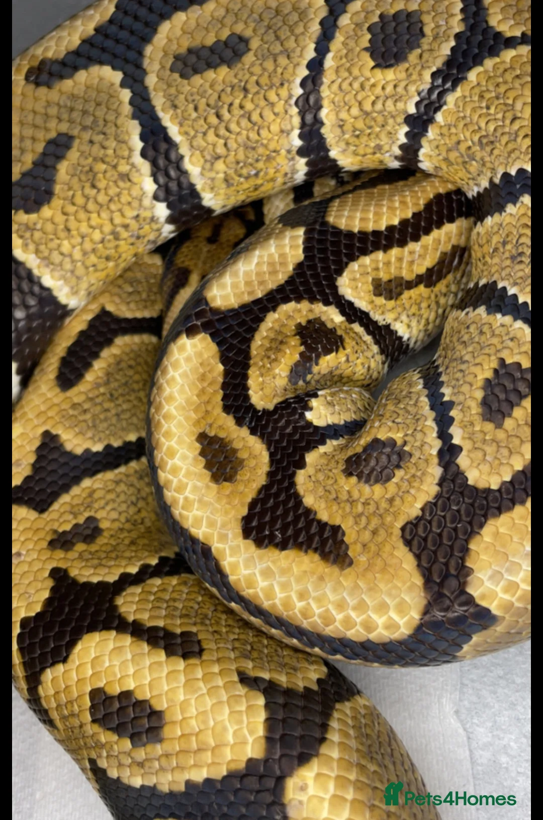 Python Snake reptiles for sale: Reducing collection ball pythons - Advert 8