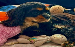 Cavalier King Charles Spaniel dogs for adoption: Button’s Story: From Despair to Love - Image 18