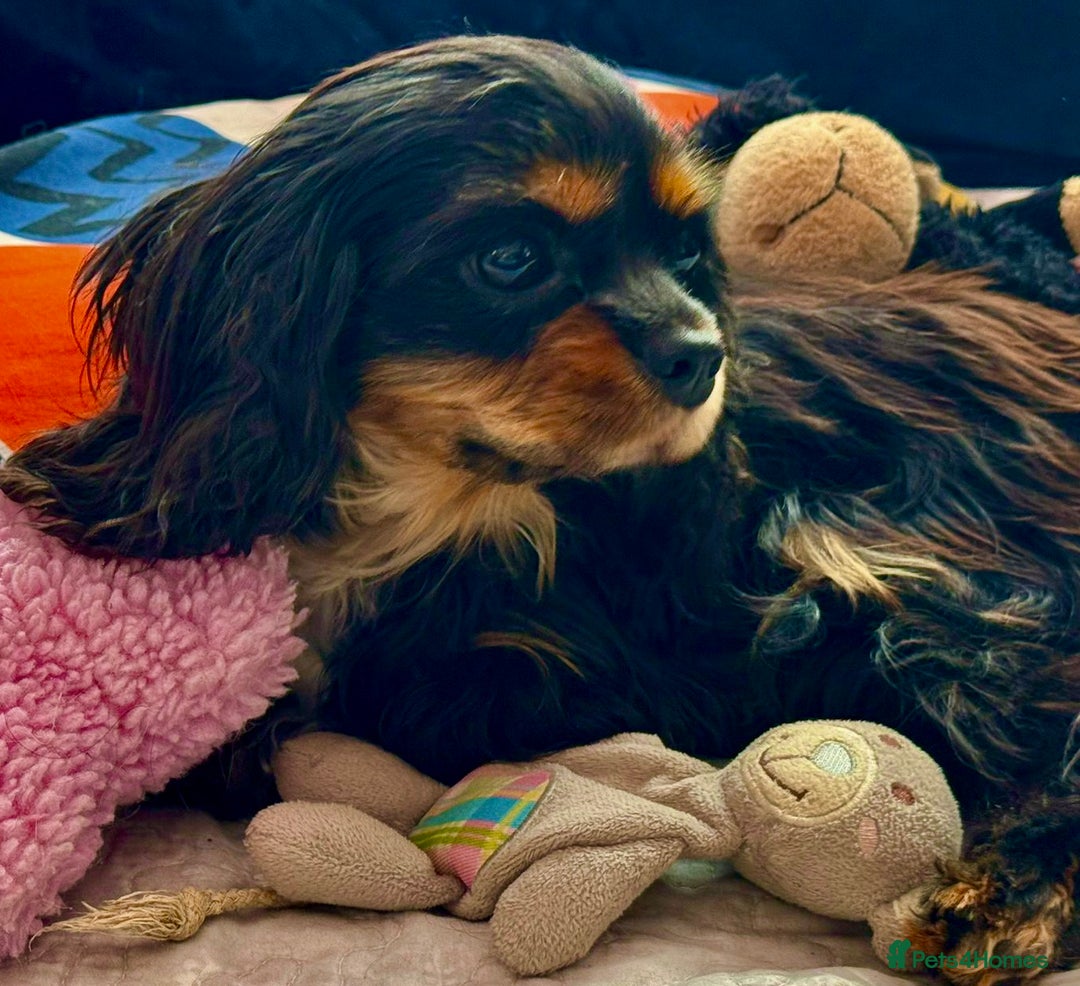 Cavalier King Charles Spaniel dogs for adoption: Button’s Story: From Despair to Love - Image 18