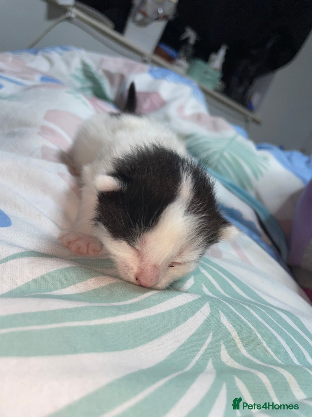 Mixed Breed cats for sale: Beautiful female kittens - Advert 13