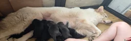 German Shepherd dogs for sale: Beautiful Rare German Shepherd Puppies  - Advert 2