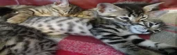 Bengal cats for sale: 4x Girls & 4x Boys – Stunning Bengal cross Kittens - Advert 30
