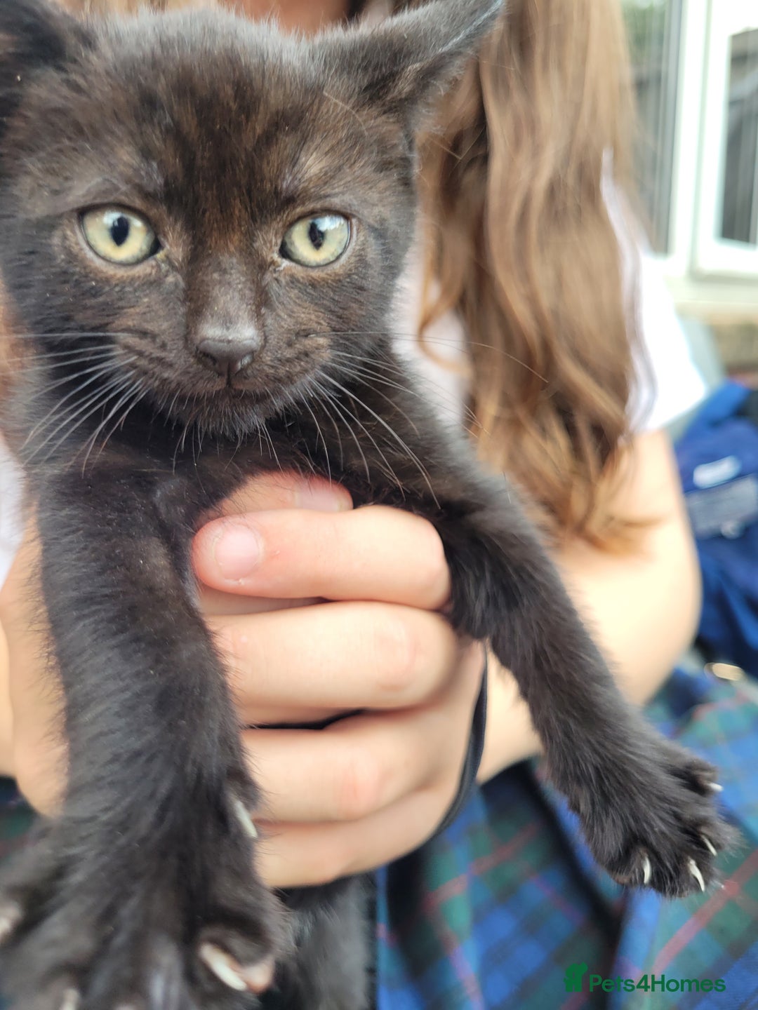 Mixed Breed cats for sale: Kittens  - Image 2