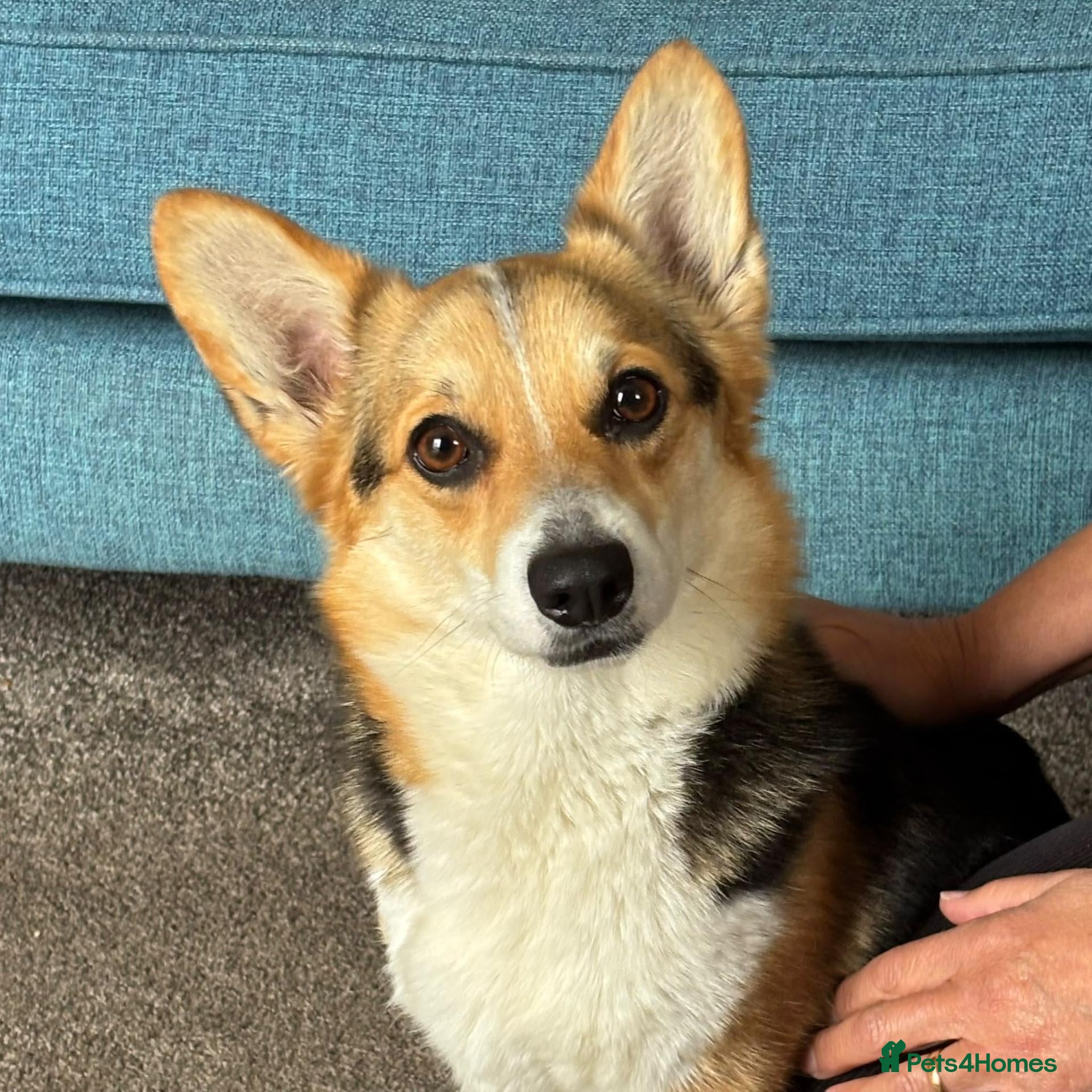 Welsh Corgi Pembroke dogs Cheddar is a wonderful KG Reg lady - Advert 1