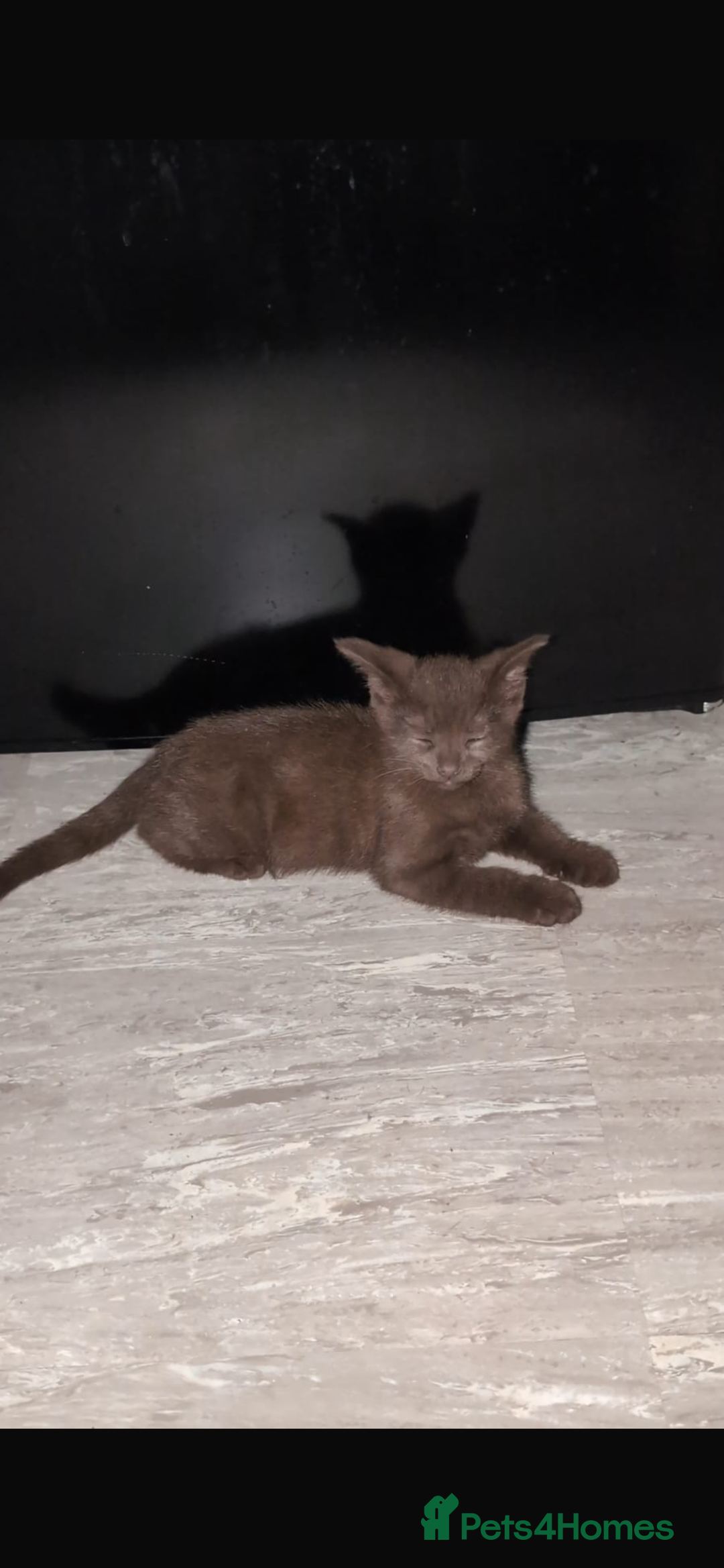 Brazilian Shorthair cats for sale: 6 Week Old Male kittens - Image 2