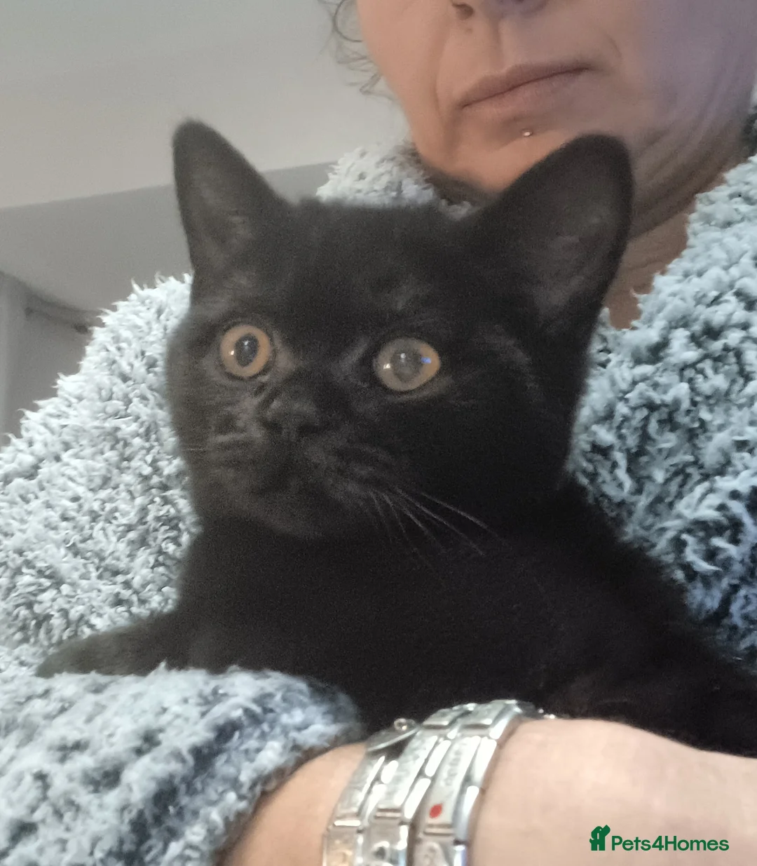 British Shorthair cats for sale: Loving Black male pedigree British Shorthair - Advert 5