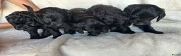 Australian Labradoodle dogs for sale: Multigenerational Australian Labradoodle Puppies - Advert 8