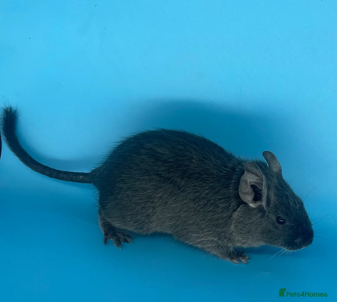 Degus rodents for sale: Baby degus - Advert 7