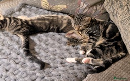 Domestic Shorthair cats for sale: Beautiful domestic short hair kittens for sale  - Image 38