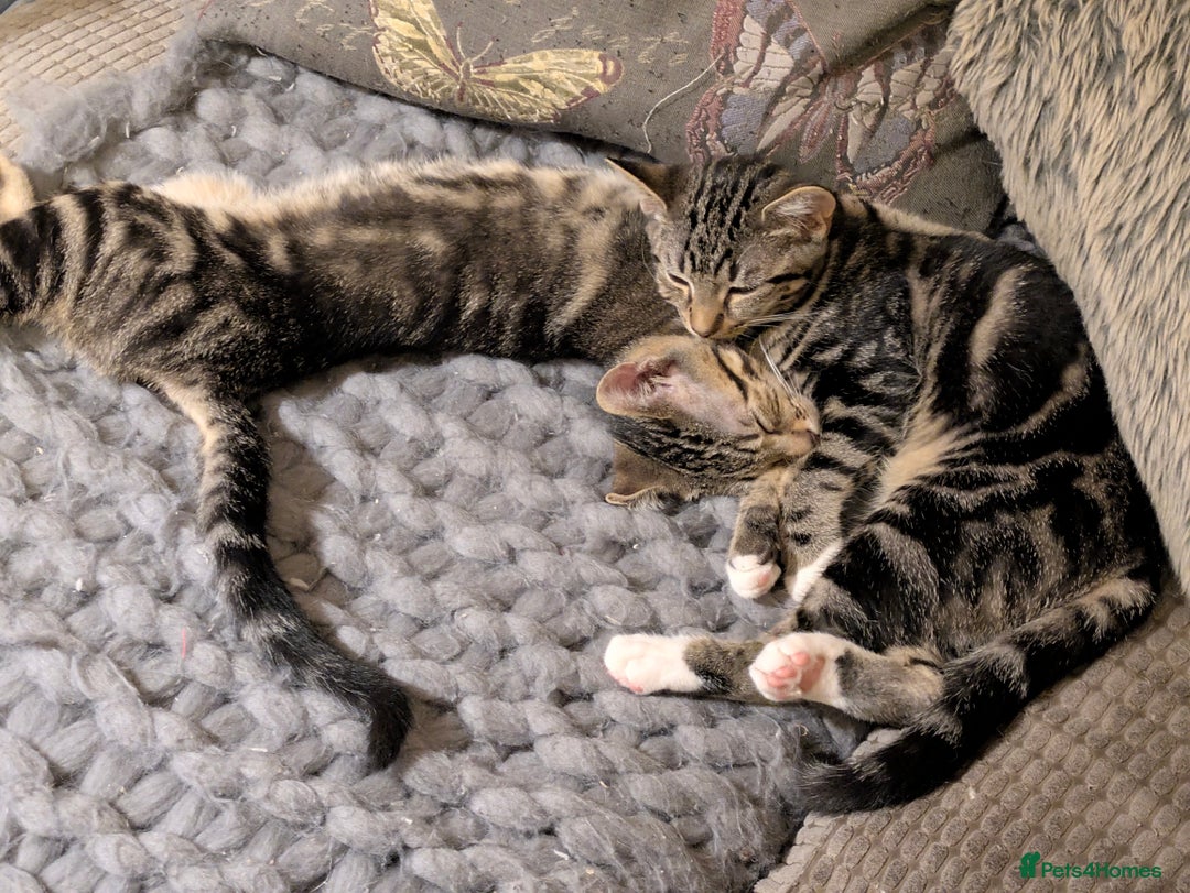 Domestic Shorthair cats for sale: Beautiful domestic short hair kittens for sale  - Image 38