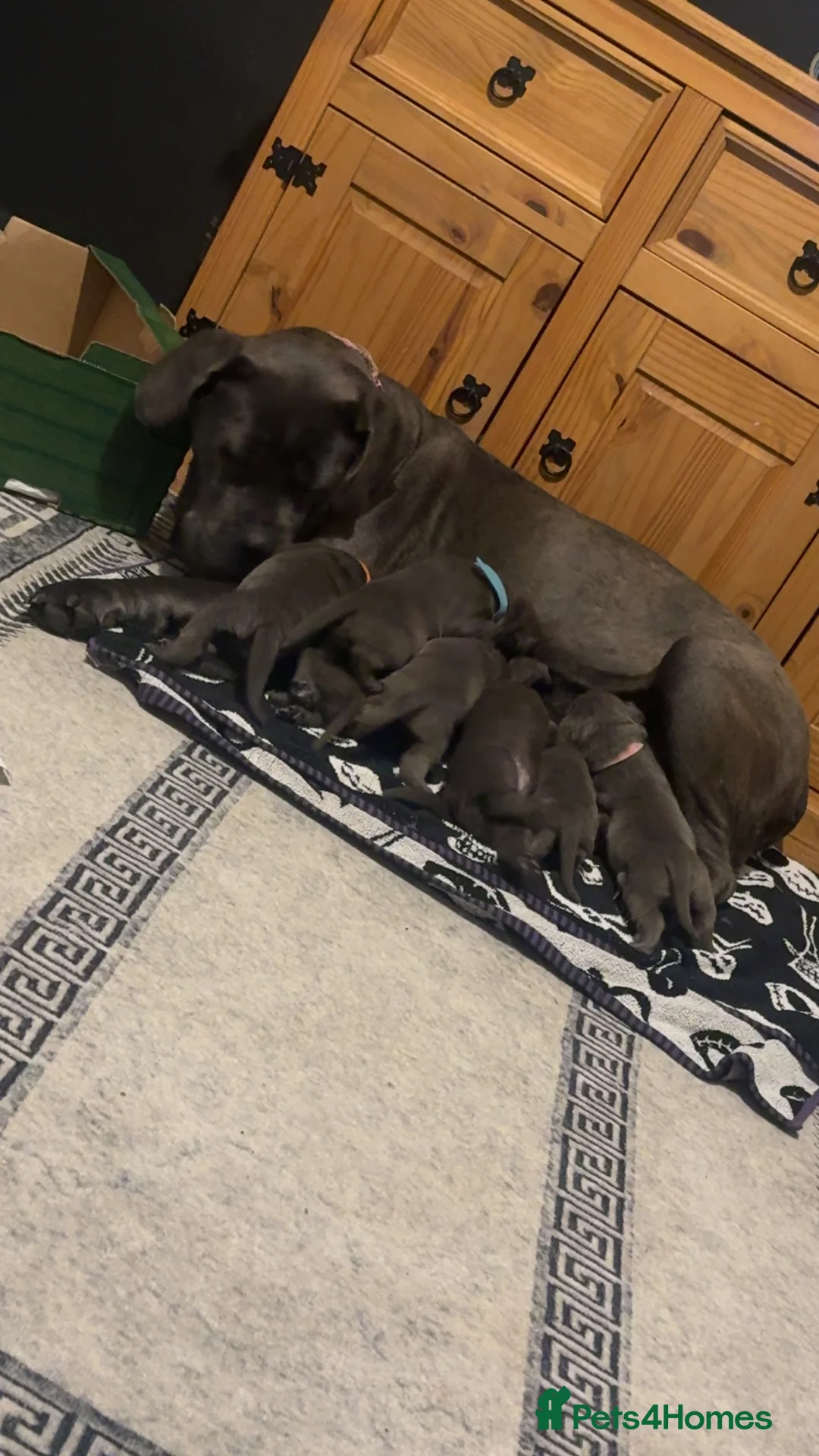 Cane Corso dogs for sale: Beautiful blue cane corsos - Advert 20