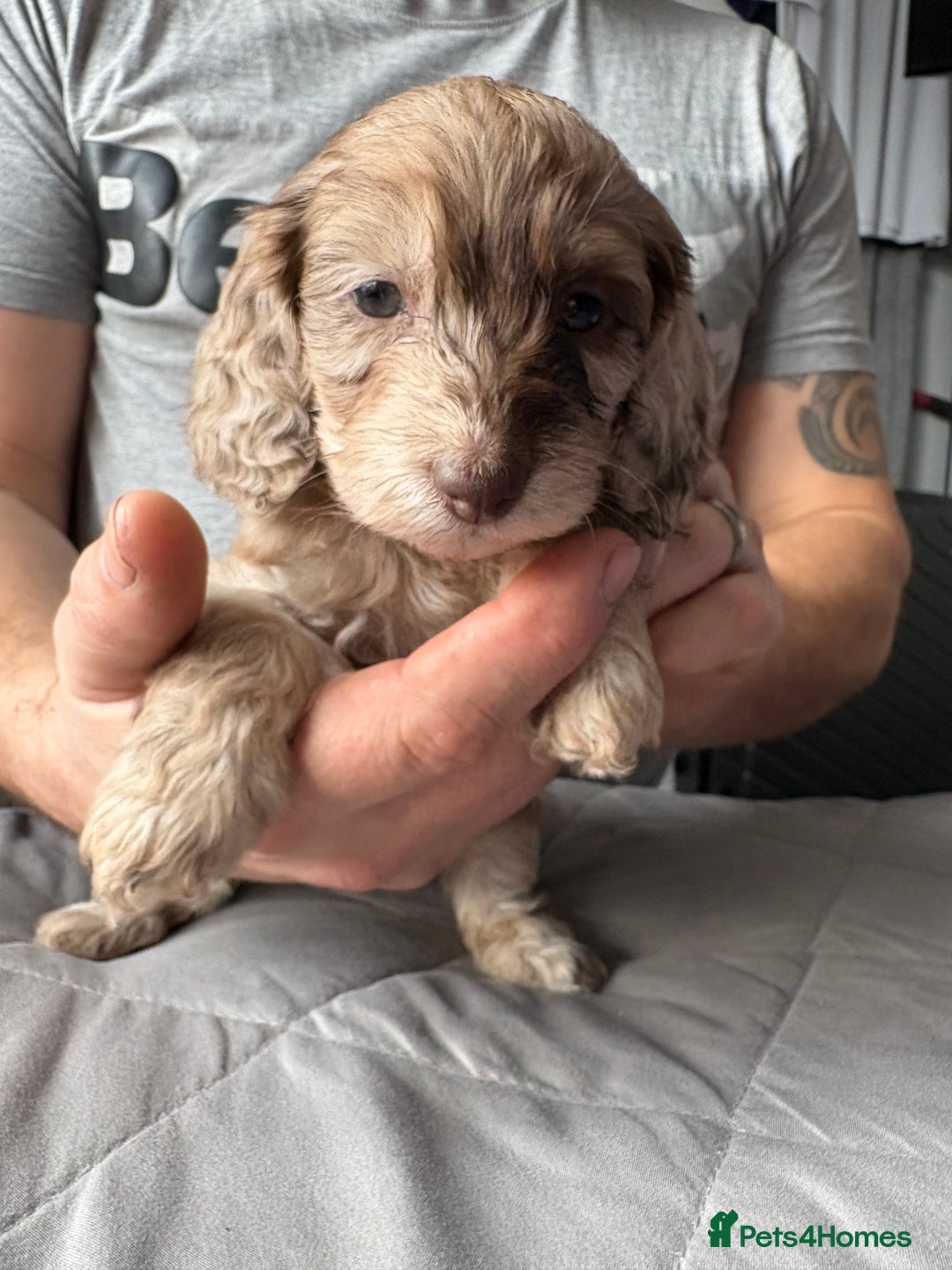 Mixed Breed dogs for sale: Dachshund x King Charles spaniel puppies for sale  - Advert 8