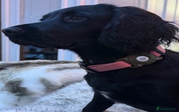 Sprocker dogs for sale: Sprocker 5 months old - Advert 5