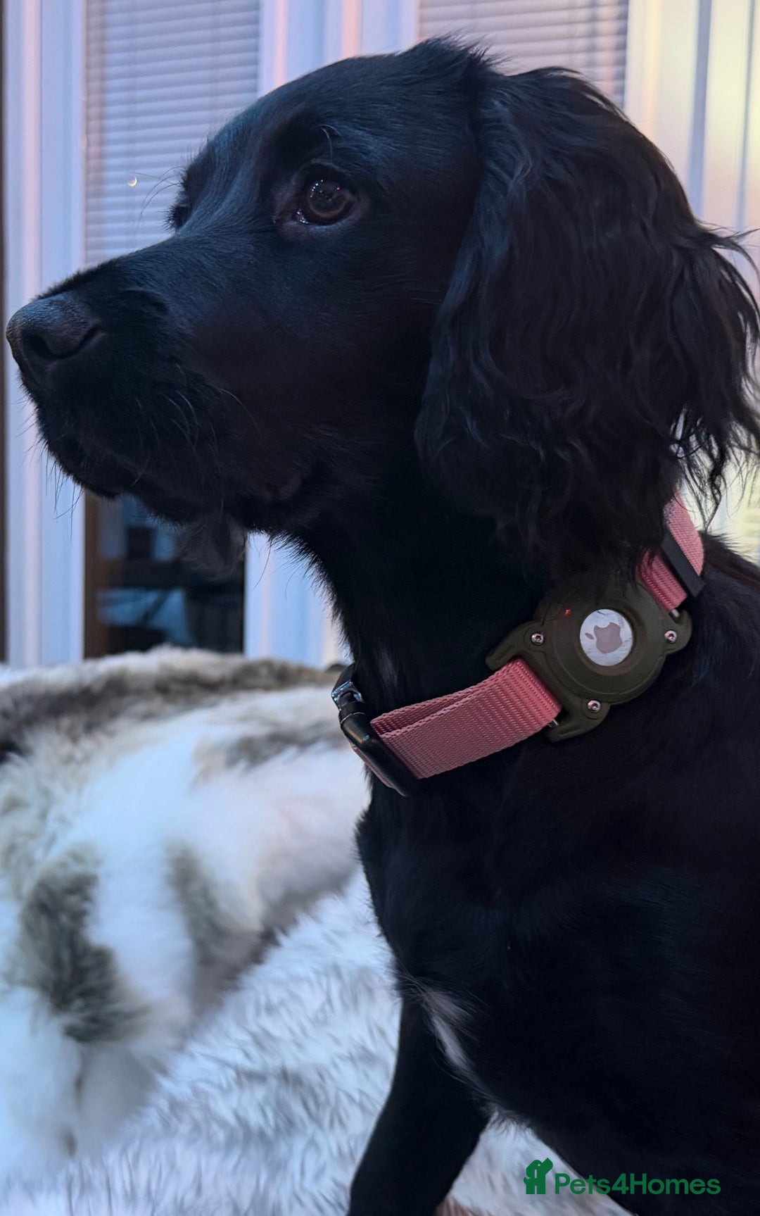 Sprocker dogs for sale: Sprocker 5 months old - Advert 5