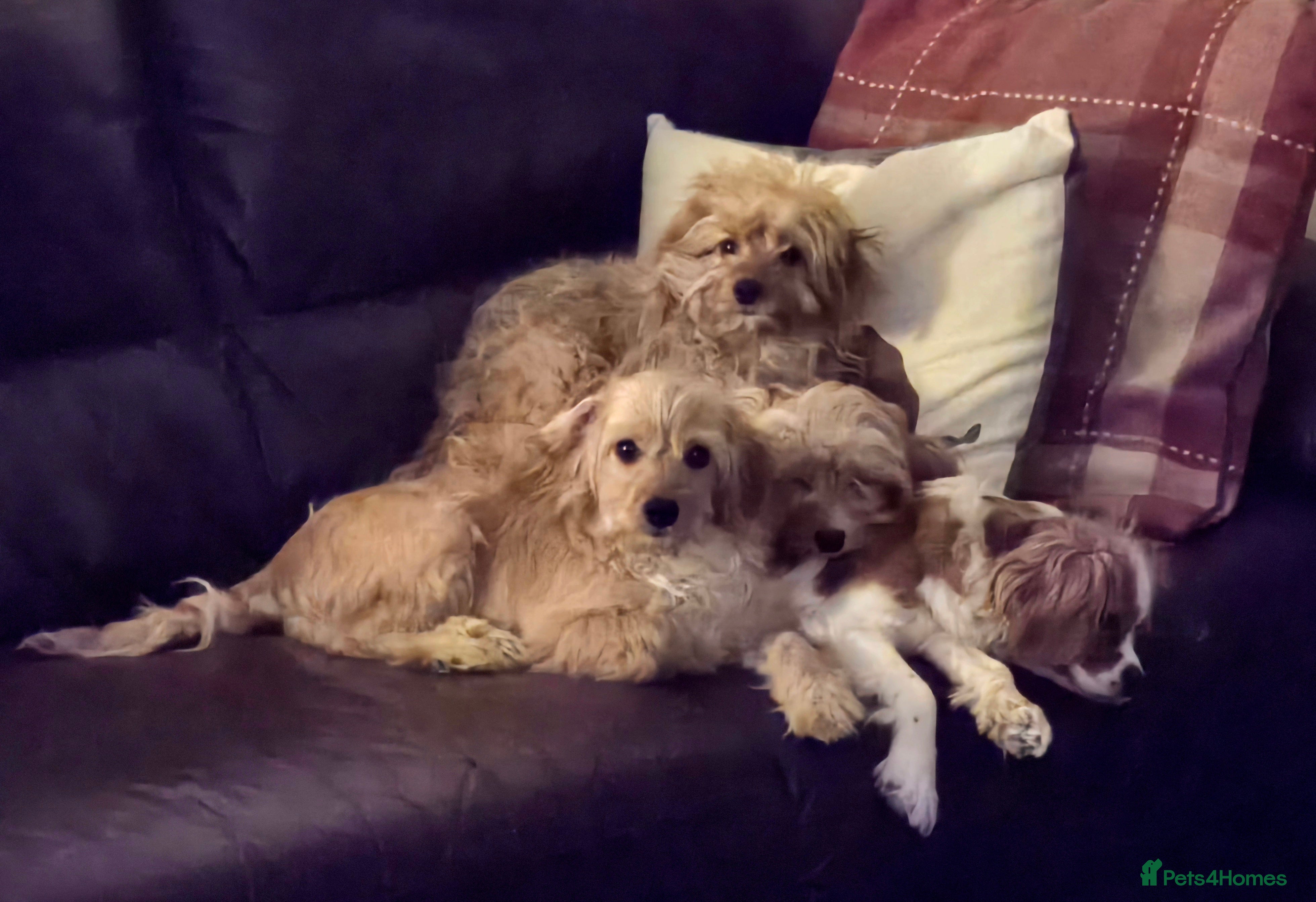 Cavapoo dogs 🐾Cavapoo: Litter Embark DNA Tested, Sire KC Reg🐾 - Advert 7