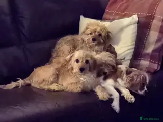 Cavapoo dogs 🐾Cavapoo: Litter Embark DNA Tested, Sire KC Reg🐾 - Advert 7