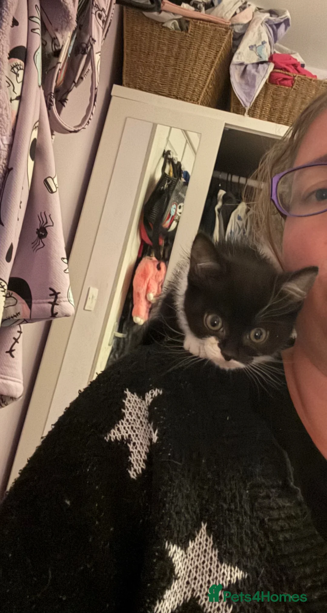 Mixed Breed cats for sale: Black and white long hair cross - Advert 2