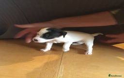 Parson Russell dogs for sale: 1st Amazing Litter - Image 6