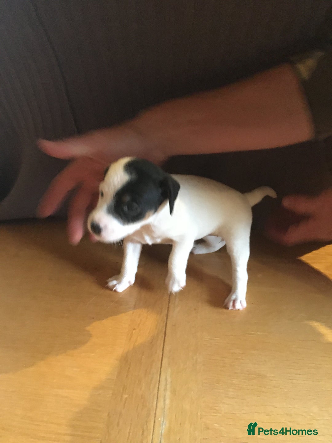 Parson Russell dogs for sale: 1st Amazing Litter - Image 6