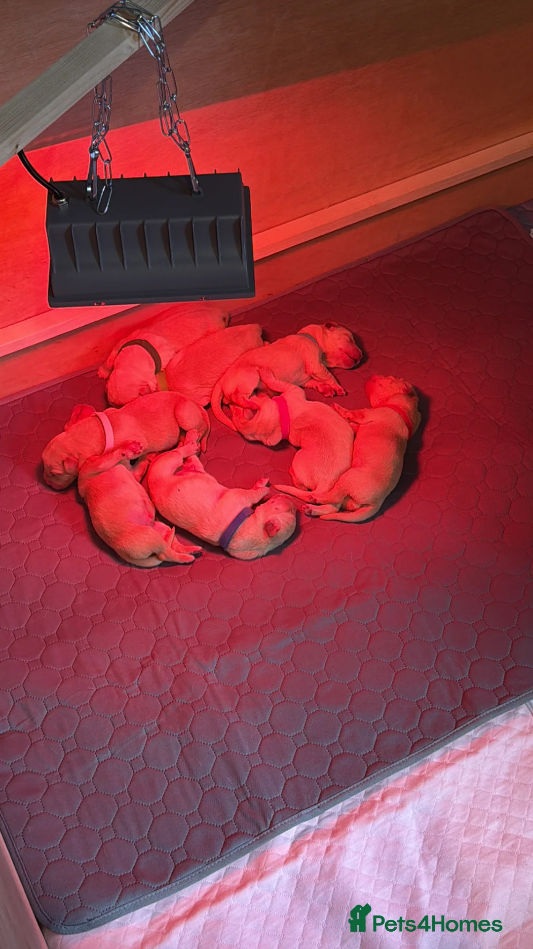 Goldador dogs for sale: Goldador puppies for sale  - Advert 11