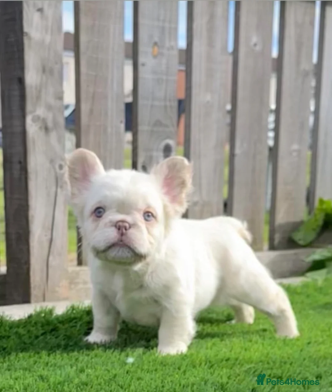 French Bulldog dogs for sale: Exceptional Fluffy Frenchie Puppies available  - Advert 1