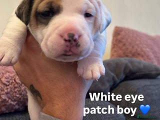 Mixed Breed dogs *4 left* Rare English Bulldach Puppies - Advert 7