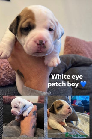 Mixed Breed dogs *4 left* Rare English Bulldach Puppies - Advert 3