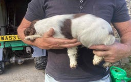 English Springer Spaniel dogs for sale: English Springer Spaniels - Image 8