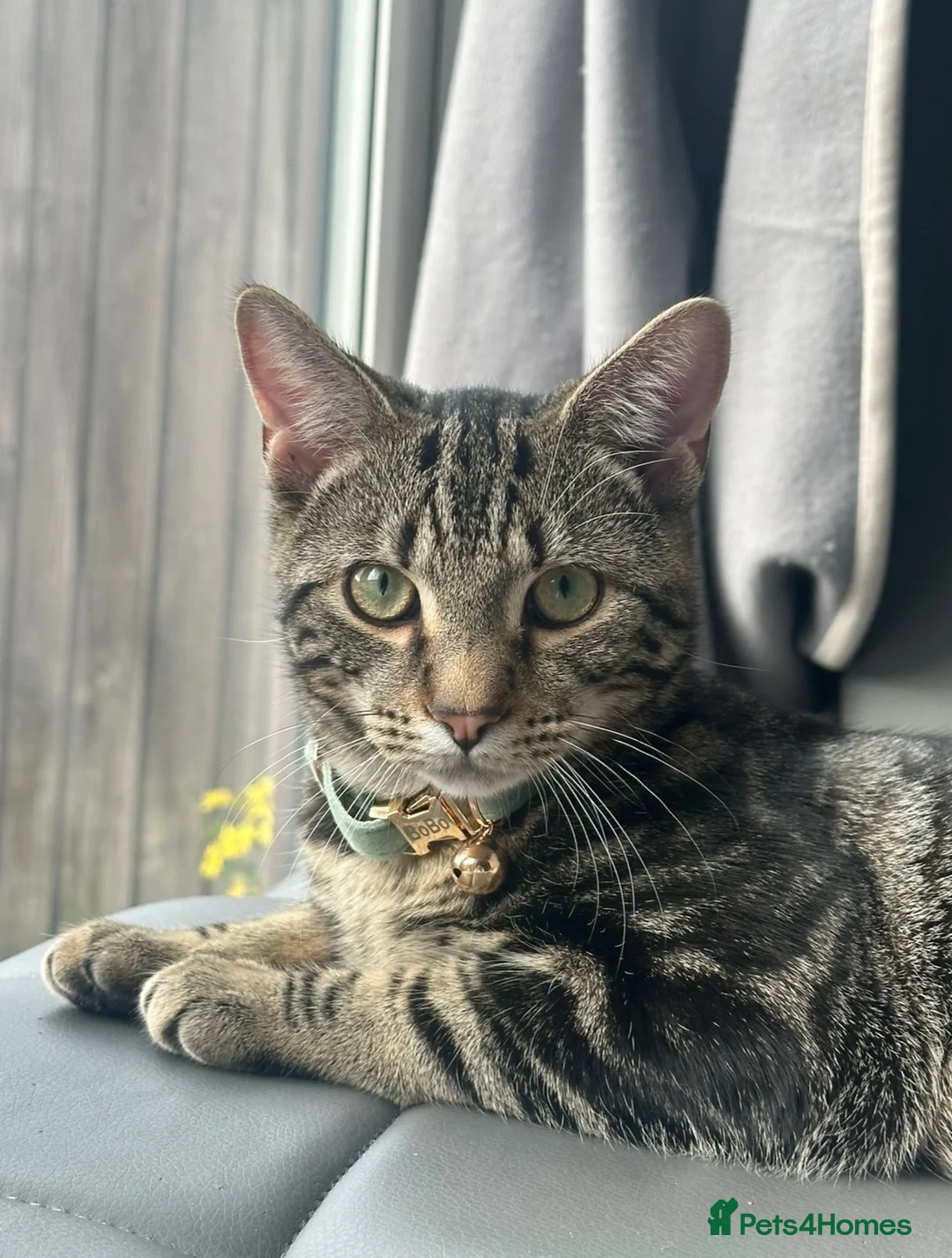 Mixed Breed cats for sale: Beautiful Bengal Cross Tabby Boy – 6 Months Old ❤️ - Advert 2