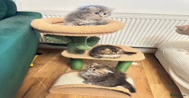Scottish Fold cats - Advert 3