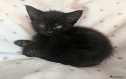 Ragdoll cats for sale: 2 Gorgeous Ragdoll kittens - Image 9