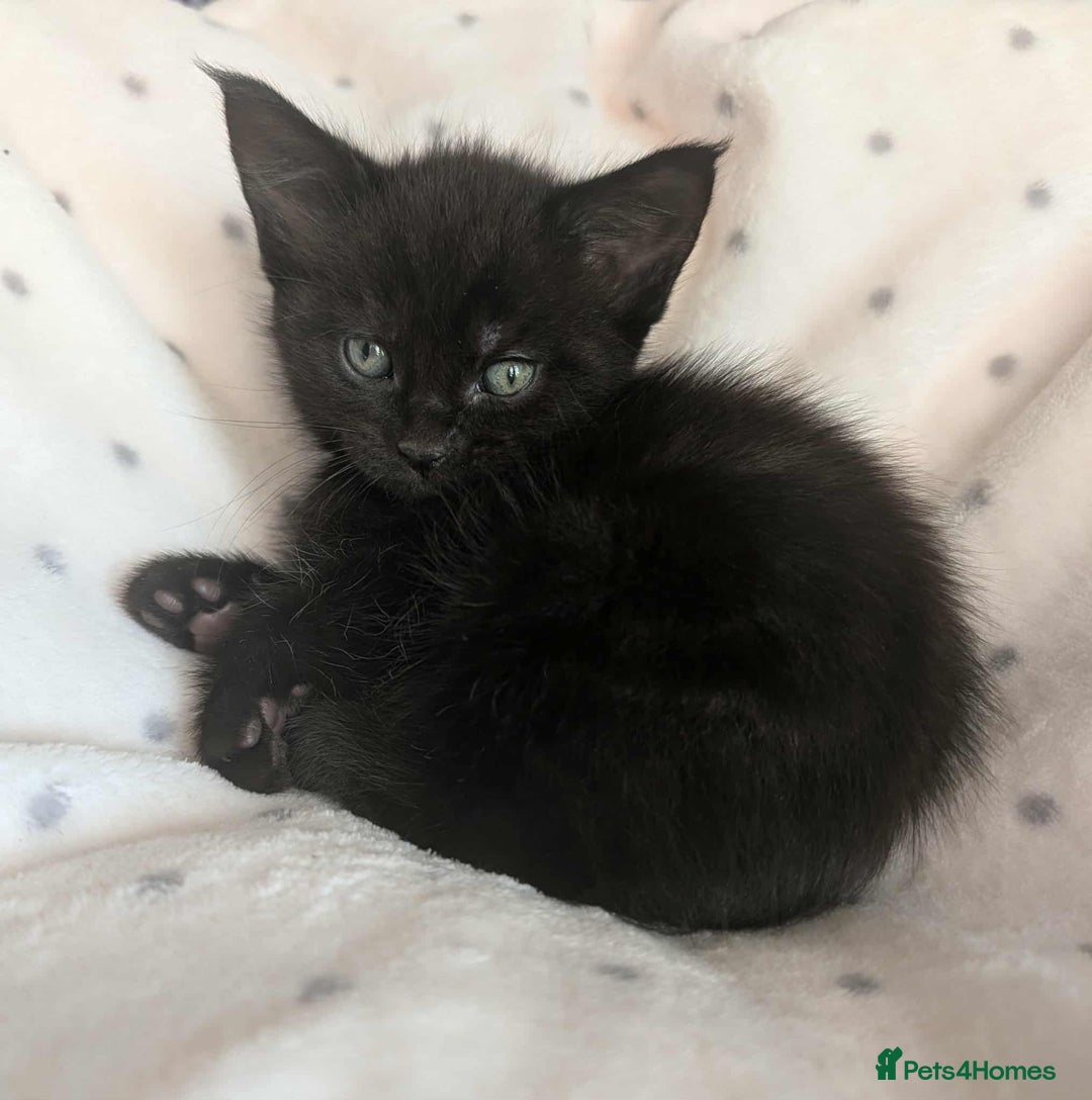 Ragdoll cats for sale: 2 Gorgeous Ragdoll kittens - Image 9