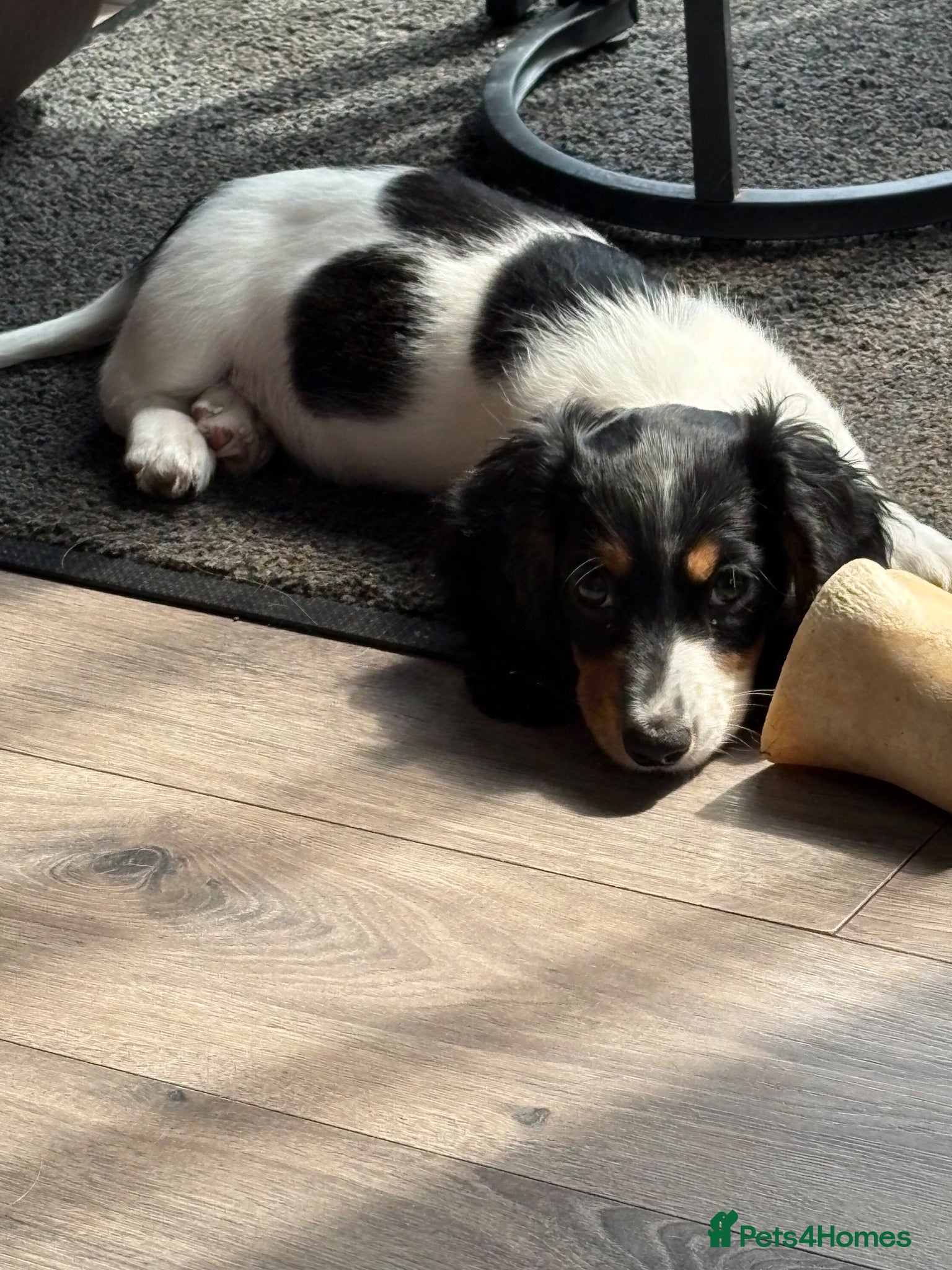 Dachshund dogs Ready now Miniature long haired dachshund puppies - Advert 1