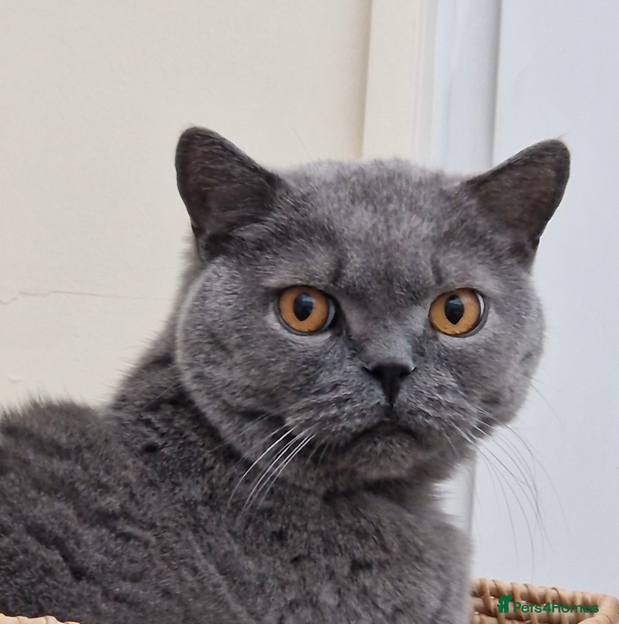 British Shorthair cats Beautiful Blue Boy  - Advert 1
